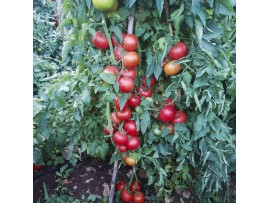 Toprak Tohum Cengaver F1 Sırık Beef  Domates Tohumu  1000 adet 